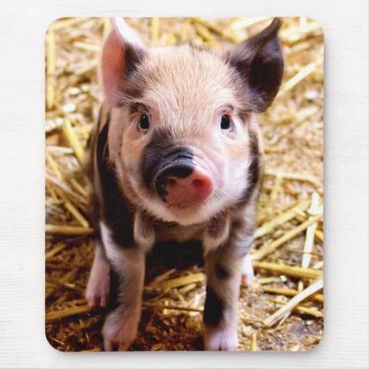 Cute Baby Pig Muismat (Voorkant)