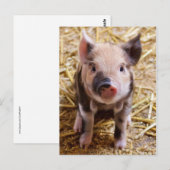 Cute Baby Piglet Farm Animals Barnyard Babies Briefkaart (Voorkant / Achterkant)