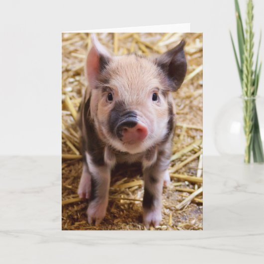 Cute Baby Piglet Farm Animals Barnyard Babies Kaart (Voorkant)