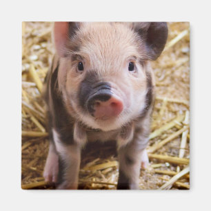 Cute Baby Piglet Farm Animals Barnyard Babies Magneet