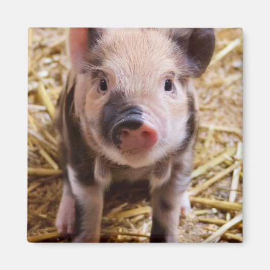 Cute Baby Piglet Farm Animals Barnyard Babies Magneet (Voorkant)