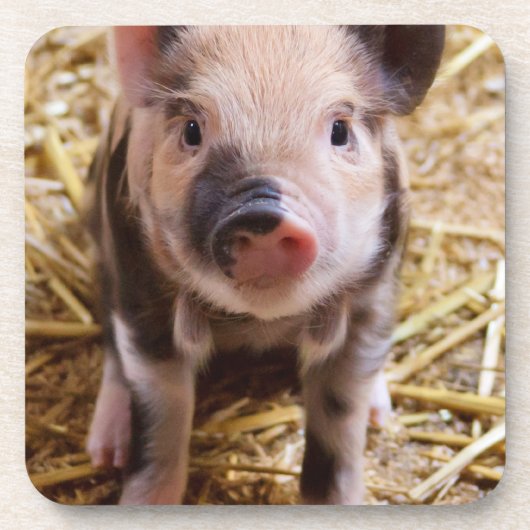 Cute Baby Piglet Farm Animals Barnyard Babies Onderzetter (Voorkant)