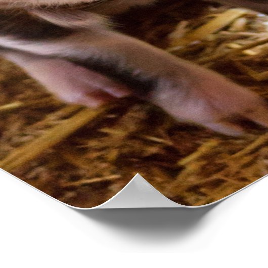 Cute Baby Piglet Farm Animals Barnyard Babies Poster (Hoek)