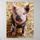 Cute Baby Piglet Farm Animals Barnyard Babies Poster (Voorkant)