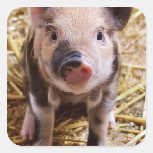 Cute Baby Piglet Farm Animals Barnyard Babies Vierkante Sticker (Voorkant)