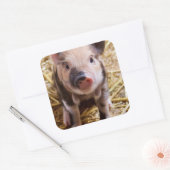 Cute Baby Piglet Farm Animals Barnyard Babies Vierkante Sticker (Envelop)