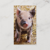 Cute Baby Piglet Farm Animals Barnyard Babies Visitekaartje (Achterkant)