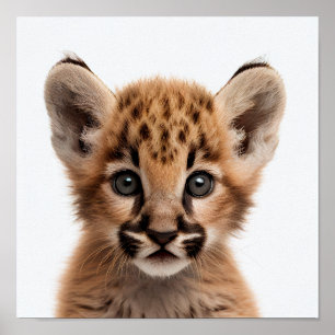Cute Baby Puma Portret Vierkant 1:1 Poster