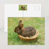 Cute baby rabbit briefkaart (Voorkant / Achterkant)