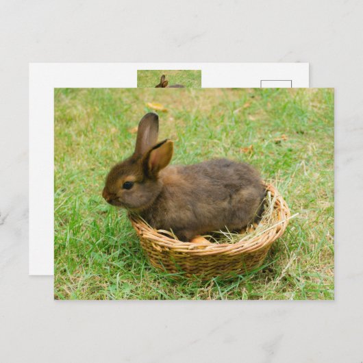 Cute baby rabbit briefkaart (Voorkant / Achterkant)