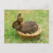 Cute baby rabbit briefkaart (Voorkant)