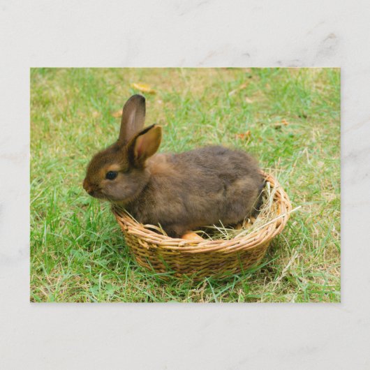 Cute baby rabbit briefkaart (Voorkant)