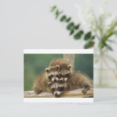 Cute Baby Raccoon Briefkaart (Staand voorkant)