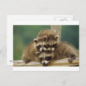 Cute Baby Raccoon Briefkaart (Voorkant / Achterkant)