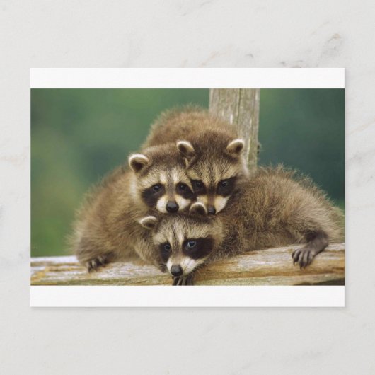 Cute Baby Raccoon Briefkaart (Voorkant)
