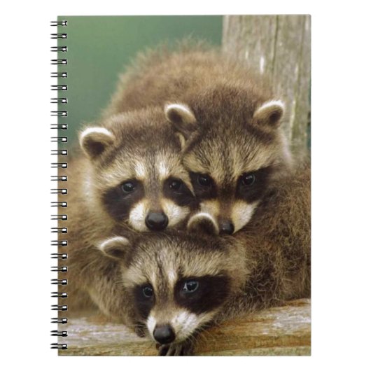 Cute Baby Raccoon Notitieboek (Voorkant)