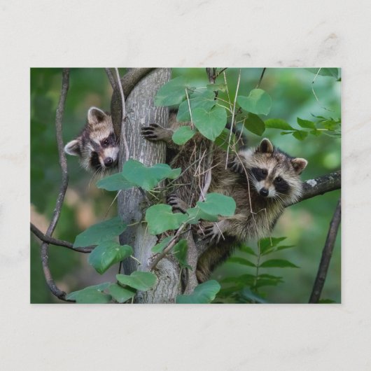 Cute Baby Raccoons Briefkaart (Voorkant)
