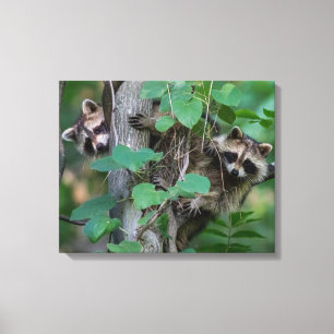 Cute Baby Raccoons Canvas Afdruk