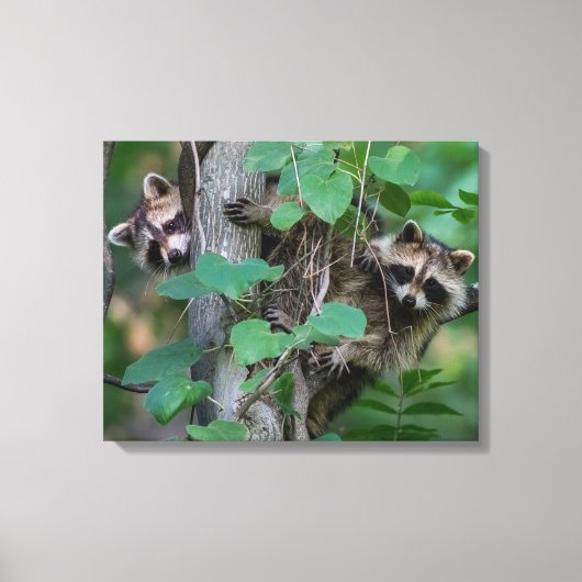 Cute Baby Raccoons Canvas Afdruk (Voorkant)