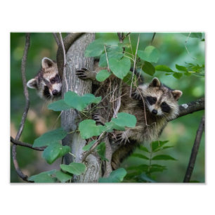 Cute Baby Raccoons Foto Afdruk