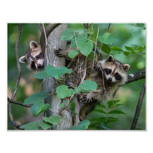 Cute Baby Raccoons Foto Afdruk (Voorkant)