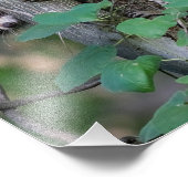 Cute Baby Raccoons Foto Afdruk (Hoek)