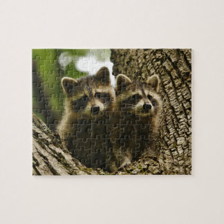 Cute Baby Raccoons Legpuzzel