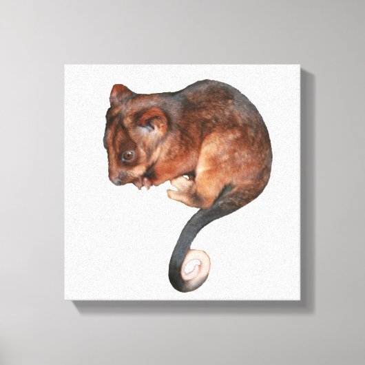Cute Baby Ringtail Possum Canvas Print (Voorkant)