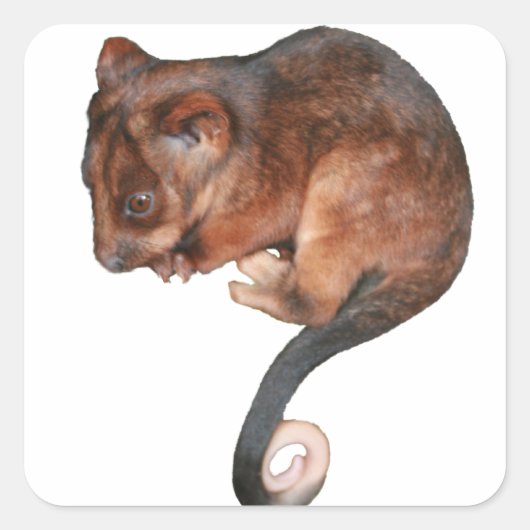 Cute Baby Ringtail Possum Vierkante Sticker (Voorkant)