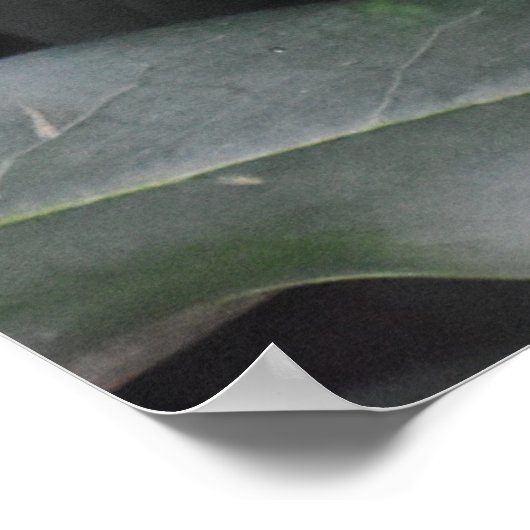 Cute Baby Robin Poster (Hoek)