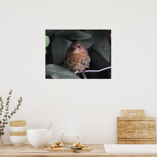 Cute Baby Robin Poster (Keuken)
