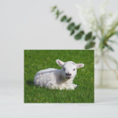 Cute baby schaap in gras briefkaart (Staand voorkant)