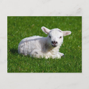 Cute baby schaap in gras briefkaart