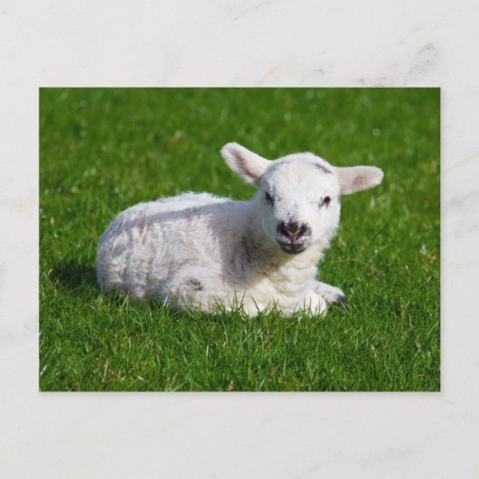 Cute baby schaap in gras briefkaart (Voorkant)