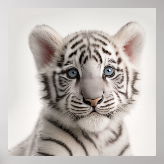 Cute Baby Siberian White Tiger Portret | 1:1 Poster (Voorkant)