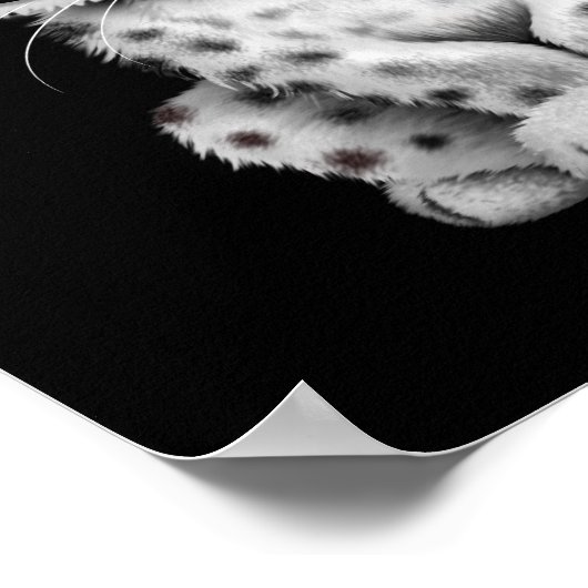 Cute Baby Snow Leopard Cub op Black Poster (Hoek)