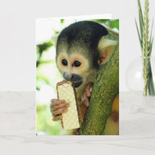 Cute Baby Squirrel Monkey die een Wafer Biscuit ee Kaart