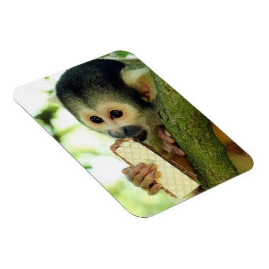 Cute Baby Squirrel Monkey die een Wafer Biscuit ee Magneet (Rechterzijde)