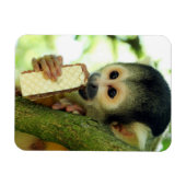 Cute Baby Squirrel Monkey die een Wafer Biscuit ee Magneet (Horizontaal)