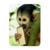 Cute Baby Squirrel Monkey die een Wafer Biscuit ee Magneet (Verticaal)