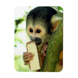 Cute Baby Squirrel Monkey die een Wafer Biscuit ee Magneet
