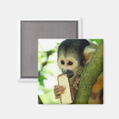 Cute Baby Squirrel Monkey die een Wafer Biscuit ee Magneet (Voorkant / Achterkant)