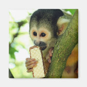 Cute Baby Squirrel Monkey die een Wafer Biscuit ee Magneet (Voorkant)