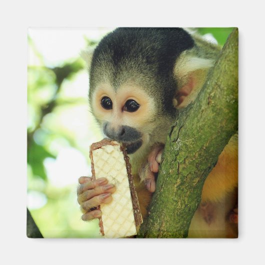 Cute Baby Squirrel Monkey die een Wafer Biscuit ee Magneet (Voorkant)