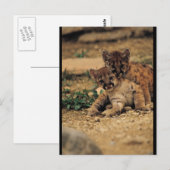 Cute Baby Tigers Briefkaart (Voorkant / Achterkant)