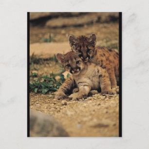 Cute Baby Tigers Briefkaart