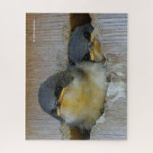 Cute Baby Tree Swallows Kijkend naar Big Wide Worl Legpuzzel (Verticaal)