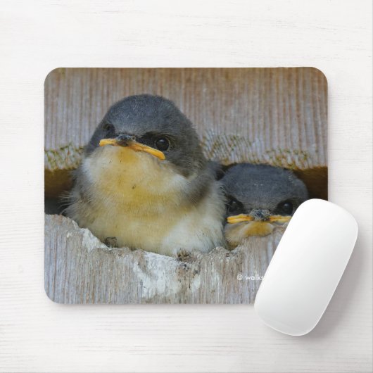 Cute Baby Tree Swallows Kijkend naar Big World Muismat (Met muis)