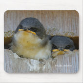 Cute Baby Tree Swallows Kijkend naar Big World Muismat (Voorkant)