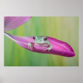 Cute baby whites tree frog on tulip petal poster (Voorkant)